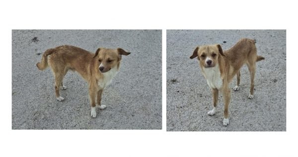 Μήπως ψάχνεται το σκυλάκι της φωτογραφίας; - Κυκλοφορεί στη Νέα Μαγνησία