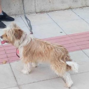 Μήπως ψάχνετε το σκυλάκι της φωτογραφίας?
