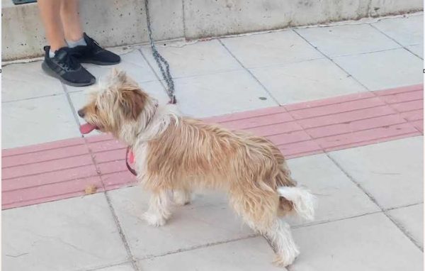 Μήπως ψάχνετε το σκυλάκι της φωτογραφίας?