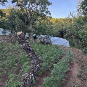 Μεγάλη χασισοφυτεία εντοπίστηκε πάνω από τα Καμένα Βούρλα - Μία σύλληψη