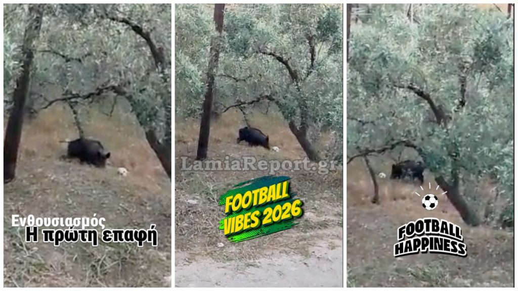 Λαμία: Αγριογούρουνο βρήκε μπάλα και άρχισε τις… τρίπλες μέσα σε χωράφι!