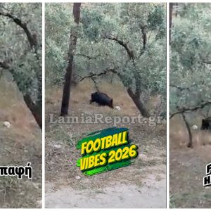 Λαμία: Αγριογούρουνο βρήκε μπάλα και άρχισε τις… τρίπλες μέσα σε χωράφι!