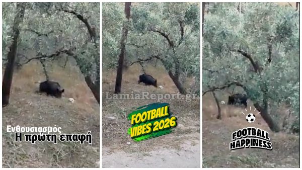Λαμία: Αγριογούρουνο βρήκε μπάλα και άρχισε τις… τρίπλες μέσα σε χωράφι!