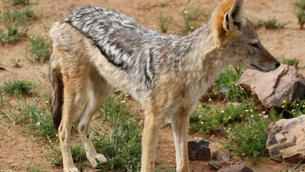 Τσακάλι επιτέθηκε σε 4χρονη στη Θεσσαλονίκη – Τη δάγκωσε στο πρόσωπο
