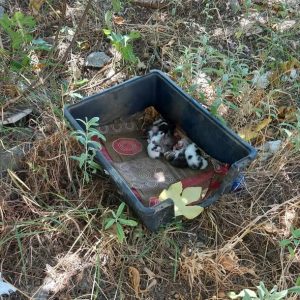 Τα γατάκια της φωτογραφίας ψάχνουν για σπίτι