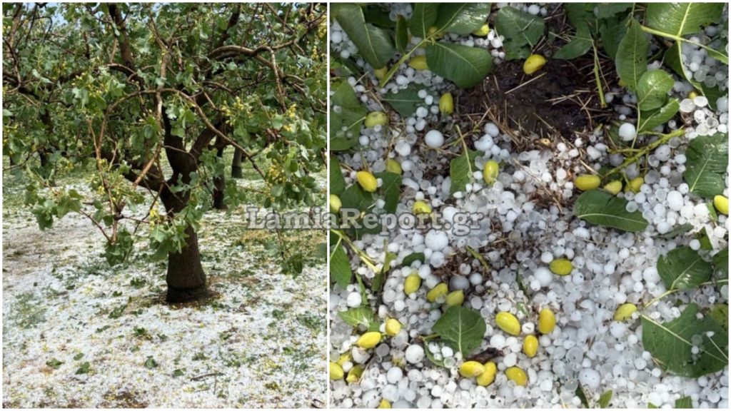 Μεγάλες καταστροφές σε δενδροκαλλιέργειες από το χαλάζι στη Φθιώτιδα - ΒΙΝΤΕΟ