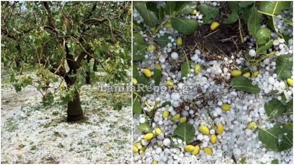 Μεγάλες καταστροφές σε δενδροκαλλιέργειες από το χαλάζι στη Φθιώτιδα - ΒΙΝΤΕΟ