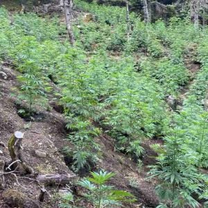 Συνεργάστηκαν με τις αρχές δε γλύτωσαν όμως την προφυλάκιση οι τρεις συλληφθέντες στην τεράστια χασισοφυτεία του Καλλιδρόμου