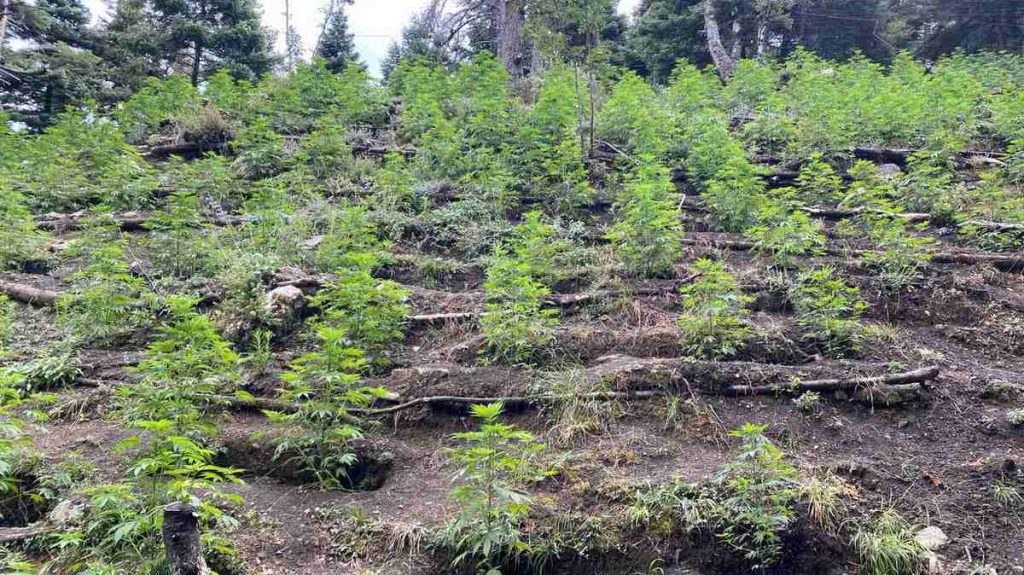 Τεράστια χασισοφυτεία σε χωριό έξω από τη Λαμία - Έφοδος της αστυνομίας με τρεις συλλήψεις (ΒΙΝΤΕΟ-ΦΩΤΟ)