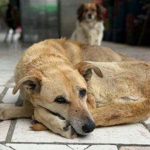 Η σκυλίτσα της φωτογραφίας χρειάζεται τη βοήθειά μας