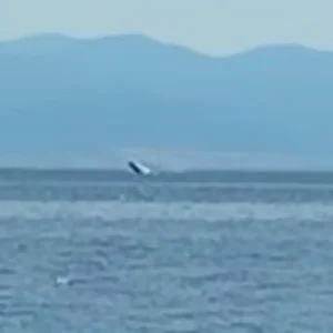 Φάλαινα κάνει βόλτες και βουτιές στην παραλία του Βόλου