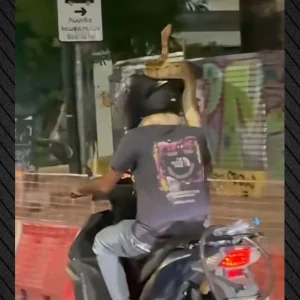 Viral βίντεο: Οδηγός μηχανής κυκλοφορεί στο κέντρο της Αθήνας με τεράστιο φίδι τυλιγμένο στον λαιμό του