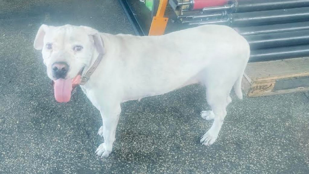 Βρέθηκε σκυλίτσα ράτσας pit bull στην Αγία Παρασκευή Λαμίας