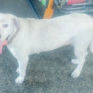 Βρέθηκε σκυλίτσα ράτσας pit bull στην Αγία Παρασκευή Λαμίας