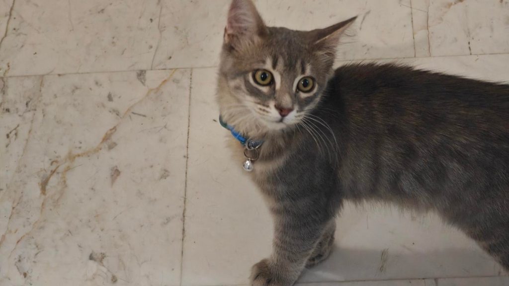 Βρέθηκε γατούλης στην πλατεία Λαού