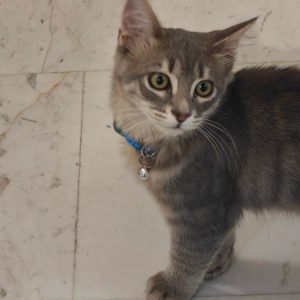 Βρέθηκε γατούλης στην πλατεία Λαού