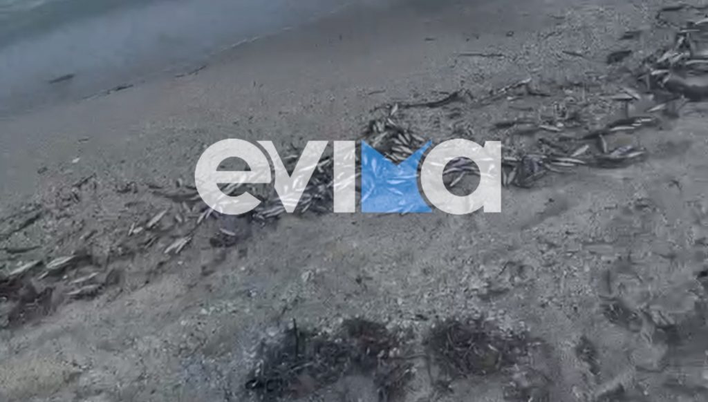 Χιλιάδες νεκρά ψάρια ξεβράστηκαν σε παραλία της Εύβοιας (ΒΙΝΤΕΟ)