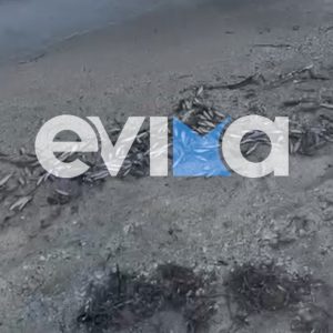 Χιλιάδες νεκρά ψάρια ξεβράστηκαν σε παραλία της Εύβοιας (ΒΙΝΤΕΟ)
