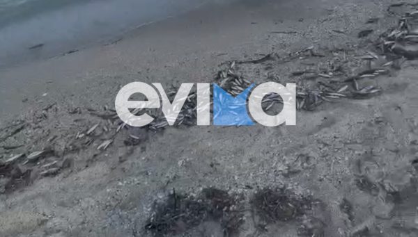 Χιλιάδες νεκρά ψάρια ξεβράστηκαν σε παραλία της Εύβοιας (ΒΙΝΤΕΟ)