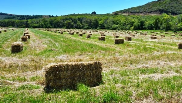 Πωλούνται μπάλες τριφύλλι στο Λιανοκλάδι