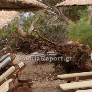 Το μπουρίνι σάρωσε και τις παραλίες της Λοκρίδας - Δείτε εικόνες από την παραλία της Αρκίτσας με πεσμένα δέντρα