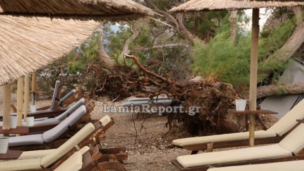 Το μπουρίνι σάρωσε και τις παραλίες της Λοκρίδας - Δείτε εικόνες από την παραλία της Αρκίτσας με πεσμένα δέντρα