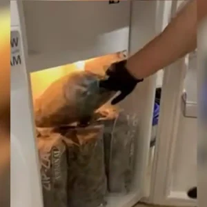 Κινέτα: Βρέθηκε εργαστήριο καλλιέργειας κάνναβης σε σπίτι – «καβάτζα», συνελήφθησαν δύο άντρες