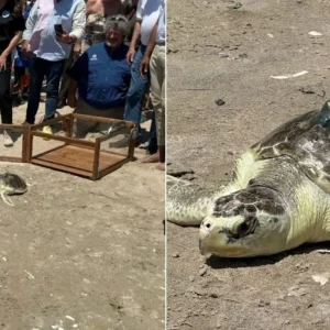«Πάμε, Pancake»: Διάσημη θαλάσσια χελώνα επέστρεψε στον Ατλαντικό με GPS στο καβούκι της (ΒΙΝΤΕΟ)