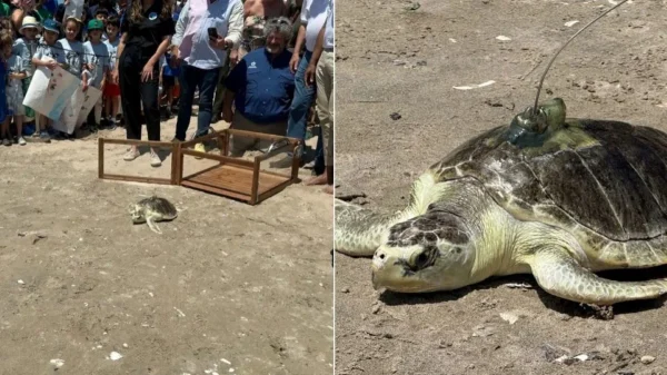 «Πάμε, Pancake»: Διάσημη θαλάσσια χελώνα επέστρεψε στον Ατλαντικό με GPS στο καβούκι της (ΒΙΝΤΕΟ)