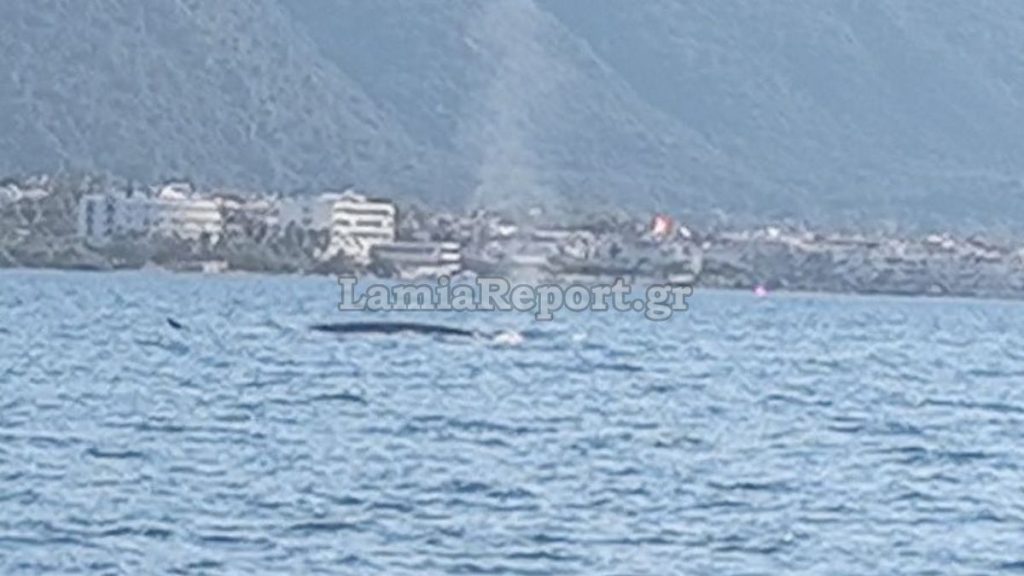 Φάλαινα κάνει βόλτες ανοιχτά των Καμένων Βούρλων - Δείτε βίντεο