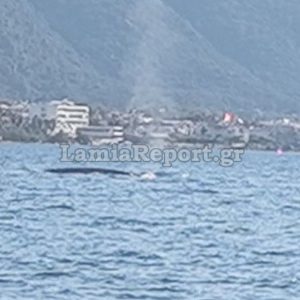Φάλαινα κάνει βόλτες ανοιχτά των Καμένων Βούρλων - Δείτε βίντεο