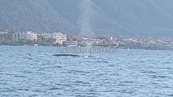 Φάλαινα κάνει βόλτες ανοιχτά των Καμένων Βούρλων - Δείτε βίντεο