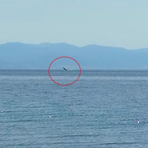 Φάλαινα φυσητήρας κάνει βόλτες στον Παγασητικό