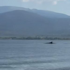 Έφτασε μέχρι τα Μελίσσια Στυλίδας η φάλαινα που έκανε βόλτες στο βόρειο Ευβοϊκό; (ΒΙΝΤΕΟ)