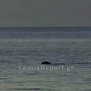 Φθιώτιδα: Φώκια κάνει παιχνίδια και προκαλεί τα βλέμματα στον Άγιο Κωνσταντίνο (ΒΙΝΤΕΟ)