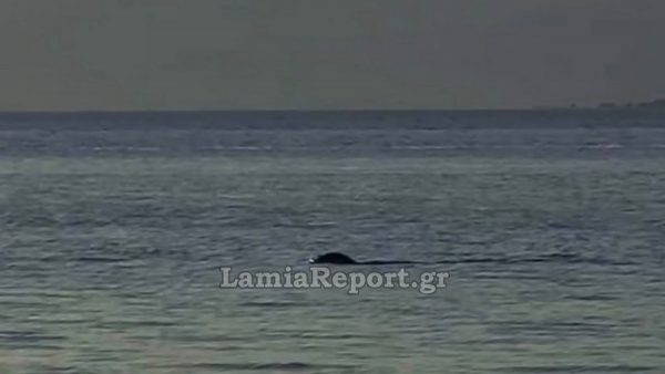 Φθιώτιδα: Φώκια κάνει παιχνίδια και προκαλεί τα βλέμματα στον Άγιο Κωνσταντίνο (ΒΙΝΤΕΟ)