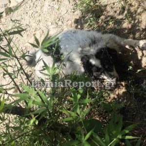 Φθιώτιδα: Επιχείρηση διάσωσης 13χρονου Ελληνικού Ποιμενικού στην Υπάτη