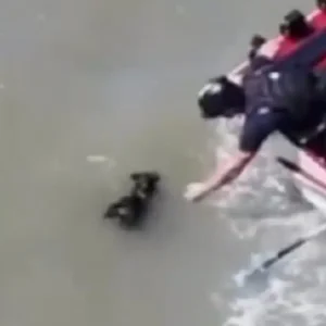 Σαν Φρανσίσκο: Συγκινητική διάσωση σκύλου που είχε χαθεί για σχεδόν δύο εβδομάδες - Δείτε βίντεο