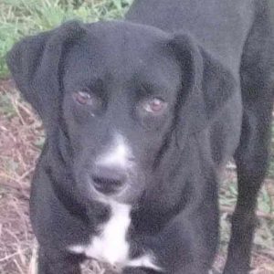 Χάθηκε η σκυλίτσα της φωτογραφίας - Μπορείτε να βοηθήσετε;