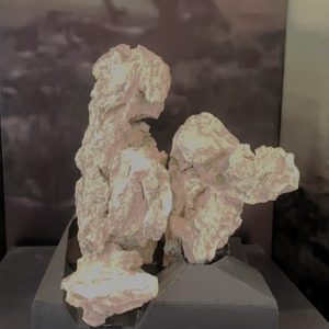 Έκθεση με απολιθώματα της Βόρειας Εύβοιας στο Μουσείο Φυσικής Ιστορίας Απολιθωμένου Δάσους Λέσβου