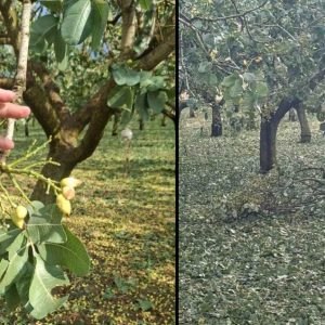 Ο Χρήστος Σταϊκούρας για τις ζημιές από την χαλαζόπτωση στη δυτική Φθιώτιδα