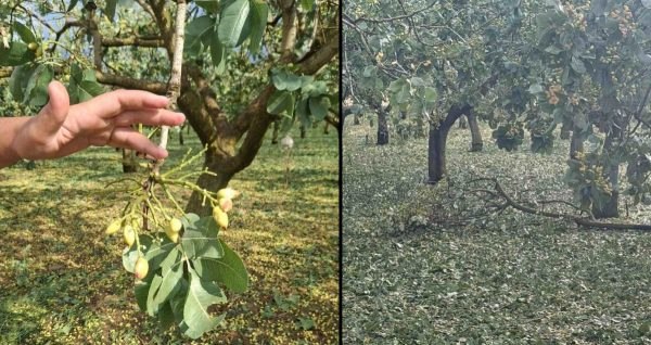 Ο Χρήστος Σταϊκούρας για τις ζημιές από την χαλαζόπτωση στη δυτική Φθιώτιδα