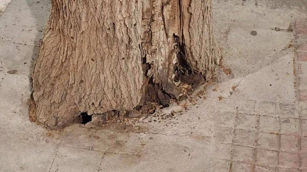 Προβληματισμός για την κατάσταση δέντρων στην οδό Καποδιστρίου