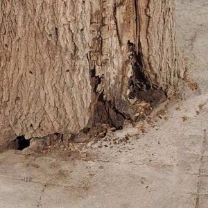 Προβληματισμός για την κατάσταση δέντρων στην οδό Καποδιστρίου