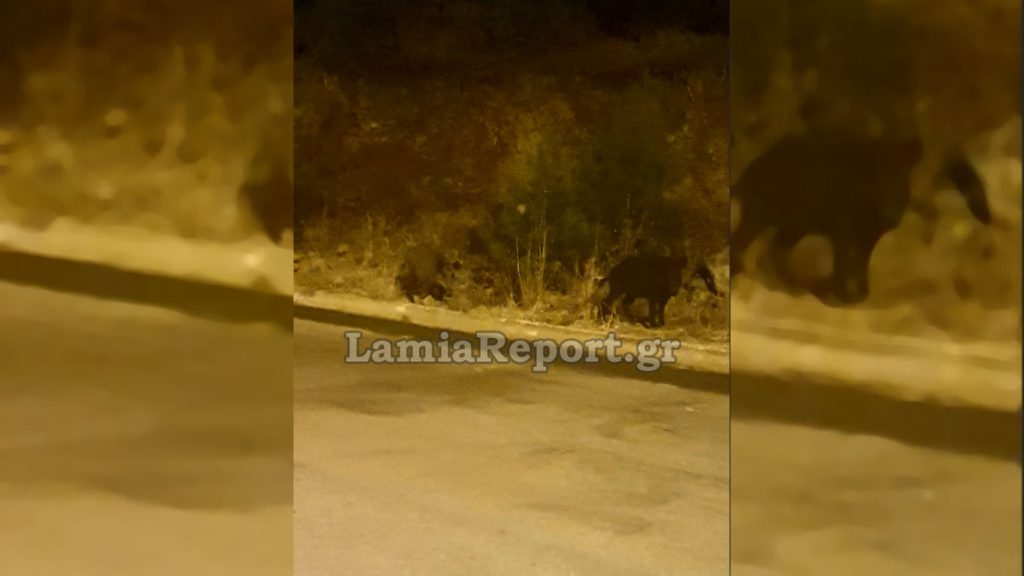 Λαμία: Αγριογούρουνα βόσκουν αμέριμνα έξω από τα σπίτια (ΒΙΝΤΕΟ)