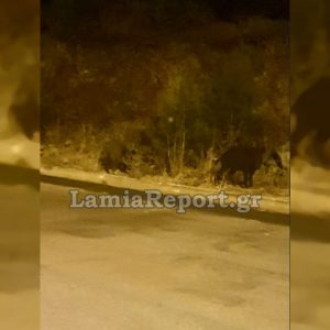 Λαμία: Αγριογούρουνα βόσκουν αμέριμνα έξω από τα σπίτια (ΒΙΝΤΕΟ)