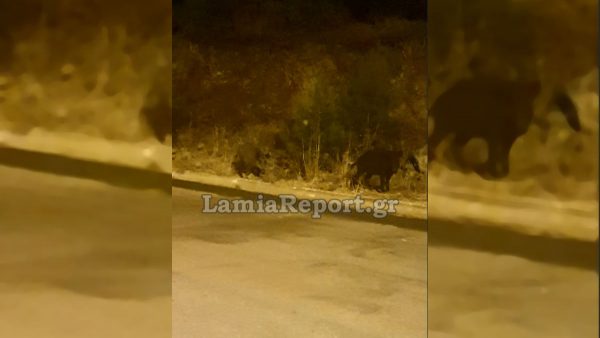 Λαμία: Αγριογούρουνα βόσκουν αμέριμνα έξω από τα σπίτια (ΒΙΝΤΕΟ)