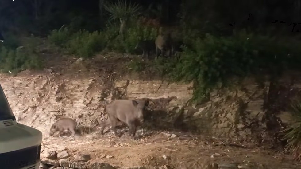 Πελάτες καντίνας ολόκληρη οικογένεια αγριόχοιρων στο Βόλο (ΒΙΝΤΕΟ)
