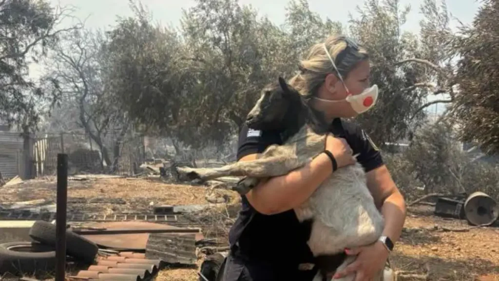 Αστυνομικός στη Βοιωτία έσωσε κατσικάκι μέσα από τις φλόγες