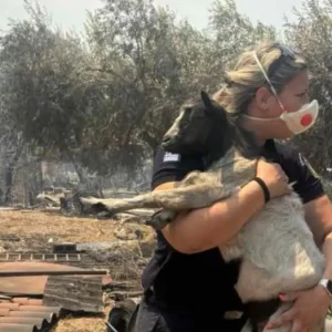 Αστυνομικός στη Βοιωτία έσωσε κατσικάκι μέσα από τις φλόγες